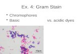Ex.  4:  Gram Stain