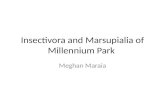Insectivora and Marsupialia of Millennium Park