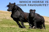 WHICH HORSE IS YOUR FAVOURITE?