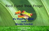 Red  E yed  T ree Frogs