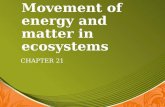 Movement of energy and matter in ecosystems