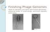 Finishing Phage Genomes