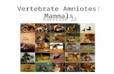 Vertebrate Amniotes: Mammals