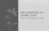 MECHANISMS OF AGING SKIN