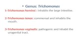 Genus:  Trichomonas 1- Trichomonas  hominsi  :  inhabits the large intestine .