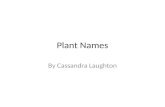 Plant  Names