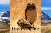 Utah Wildlife