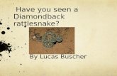 Have you seen a Diamondback  rattlesnake?