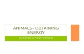 Animals- Obtaining Energy