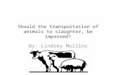 Should the transportation of animals to slaughter, be improved?
