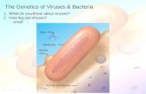 The Genetics of Viruses & Bacteria