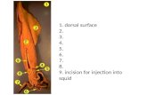 1. dorsal surface 2.  3 .  4 .  5 .  6 .  7 .  8 .  9. incision for injection into squid