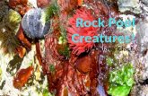 Rock Pool Creatures!