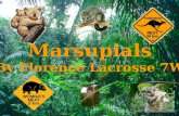 Marsupials By Florence Lacrosse 7W