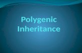 Polygenic  Inheritance