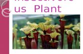 Insectivorous  Plant