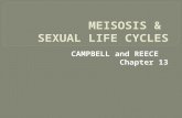 MEISOSIS &  SEXUAL LIFE CYCLES