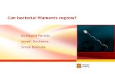 Can  bacterial  filaments  regrow ?
