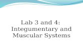 Lab 3 and 4:   Integumentary  and Muscular Systems