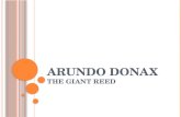 Arundo Donax The Giant Reed
