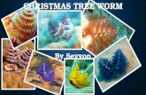 Christmas tree worm