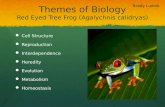 Themes of Biology Red Eyed Tree Frog ( Agalychnis calidryas )
