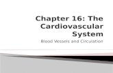 Chapter 16: The Cardiovascular System