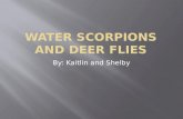 Water Scorpions and Deer Flies