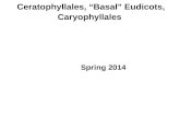 Ceratophyllales , “Basal”  Eudicots ,  Caryophyllales