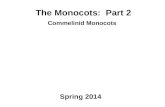 The Monocots:  Part 2 Commelinid Monocots