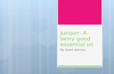 Juniper: A berry good essential oil