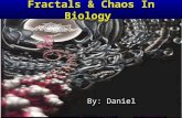 Fractals & Chaos In Biology