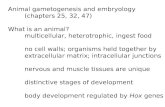Animal gametogenesis and embryology (chapters 25, 32, 47) What is an animal?