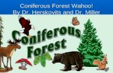 Coniferous Forest Wahoo! By Dr. Herskovits and Dr. Miller