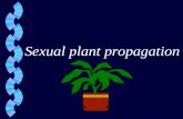 Sexual plant propagation