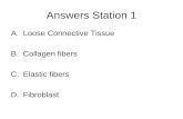 Answers Station 1