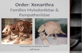Order: Xenarthra Families Mylodontidae & Pampatheriidae