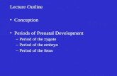 Lecture Outline Conception  Periods of Prenatal Development Period of the zygote Period of the embryo Period of the fetus