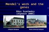 Mendel’s work  and the genes
