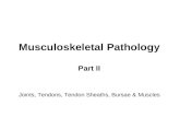 Musculoskeletal  P athology Part I I Joints, Tendons, Tendon Sheaths, Bursae  & Muscles