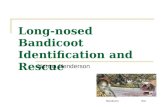 Long-nosed Bandicoot Identification and Rescue
