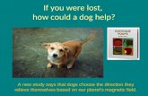 If you were lost,  how could a  dog  help?