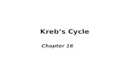 Kreb’s Cycle