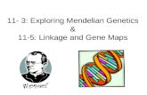 11- 3: Exploring Mendelian Genetics & 11-5: Linkage and Gene Maps