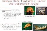 Common Bone Features: Holes and Depressed Areas