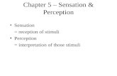 Chapter 5 – Sensation & Perception