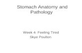 Stomach Anatomy and Pathology