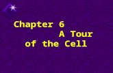 Chapter 6              A Tour of the Cell
