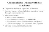 Chloroplasts:  Photosynthesis Machines