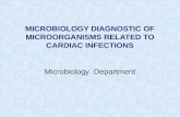MICROBIOLOGY DIAGNOSTIC OF MICROORGANISMS RELATED TO CARDIAC INFECTIONS
